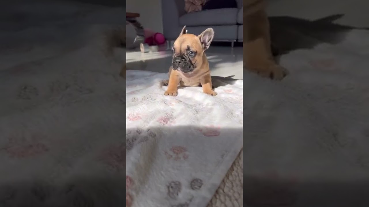 Fawn black mask Frenchie