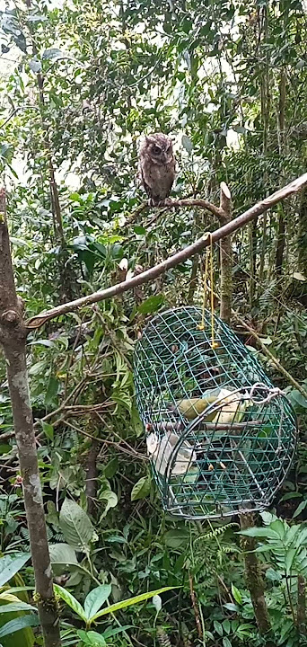 PIKAT PLECI DAKUN,@cipungchannel8202