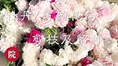 芍药裸根 新手应该知道的几件事 Peony Youtube 芍药裸根 新手应该知道的几件事 Peony Youtube
