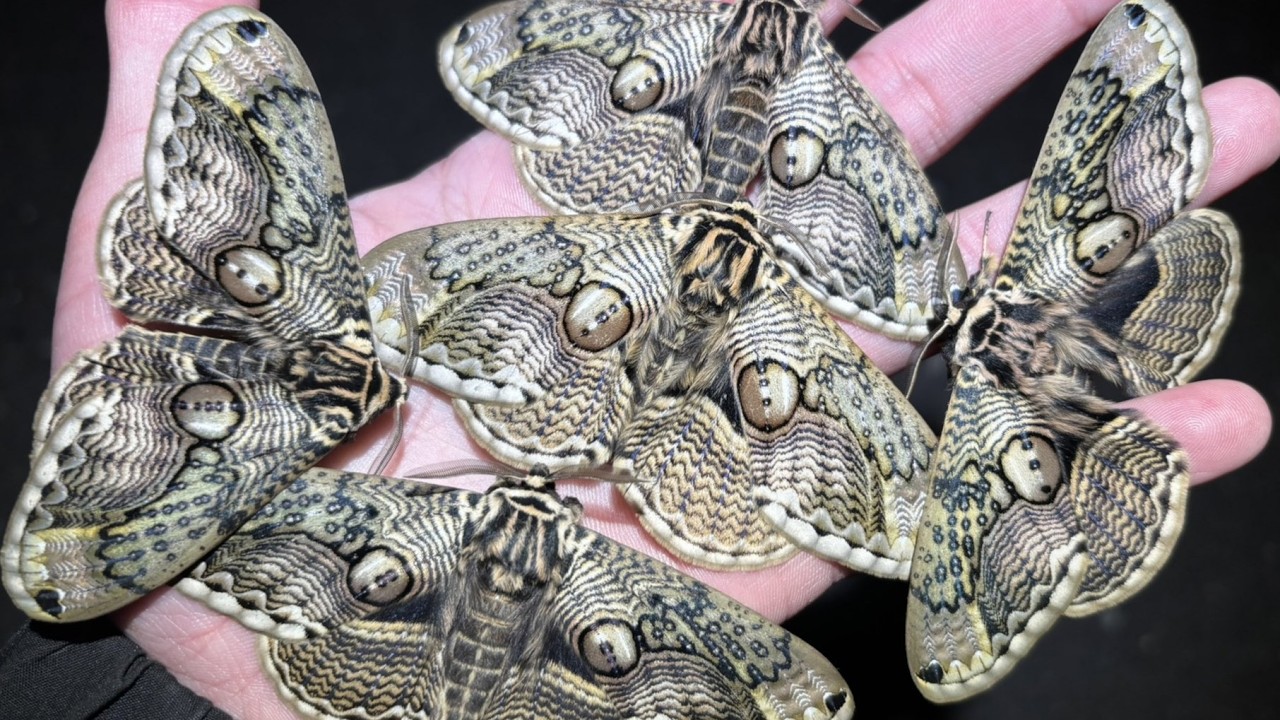【ペア】ヨナグニサン モス蛾ガモルフォ蝶蛇トンボゼミセミ Has Japan been over-collecting a unique moth species, the only one