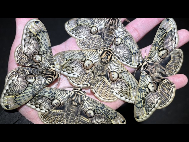 Has Japan been over-collecting a unique moth species, the only one