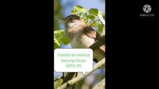 MP3 masteran sikatan londo untuk semua jenis burung kicau..!!!!