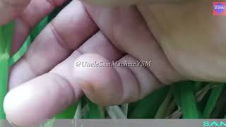 Walk With Me On A Trailer Video Presentation Of R.c 18 White 14092023