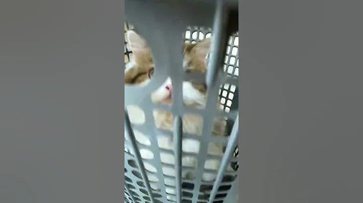 Watch the video about Cute Mix-Persian Cat #shorts