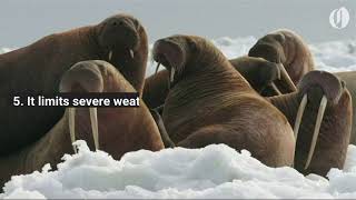 7 reasons why Arctic sea ice matters