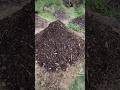 Lots of Compost! #compost #organicgardening