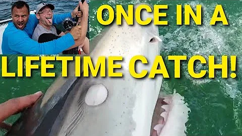 1000lb Tiger Shark caught while Bottom Fishing in the Gulf ~ Shark Week ~ Shark Fishing Battle -