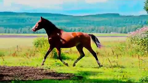 سورة الحجر كاملة | تراويح رمضان 1439 هـ | بصوت الشيخ محمود العبد