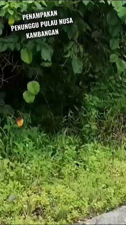 Heboh!! Penampakan Penunggu Pulau Nusa Kambangan #nusakambangan #viral #harimau #macankumbang