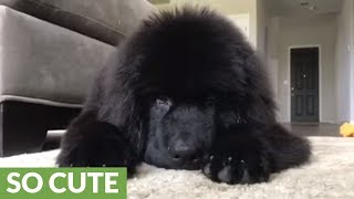 Gigantic fluffy Newfoundland puppy 'attacks' owner