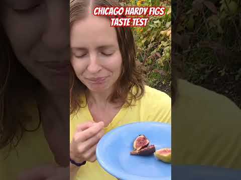 Review of Chicago