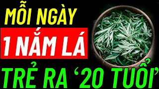 BÁC SĨ TIẾT LỘ ĂN 1 NẮM LÁ NGẢI CỨU HẦM MÓN ĂN NGON CHO NGƯỜI ĂN CHAY