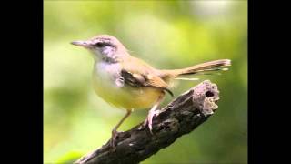Mp3 Suara Burung Perenjak Download bursa burung