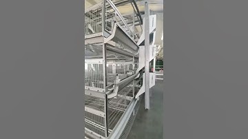 H type chicken cage automatic system in China .