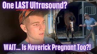 A Surprise Pregnancy Could Change Our Entire Breeding Plan. We need to make a Horse Decision, fast!