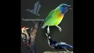 Masteran tembakan kasar lagu kecil Kinoi Pelatuk Sampit Rambatan Doraemon