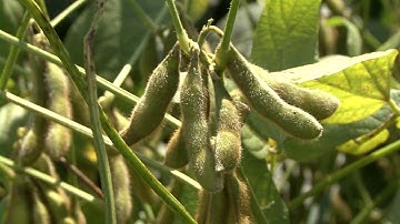 Farmweek | What Is? Soybeans | August 24, 2023