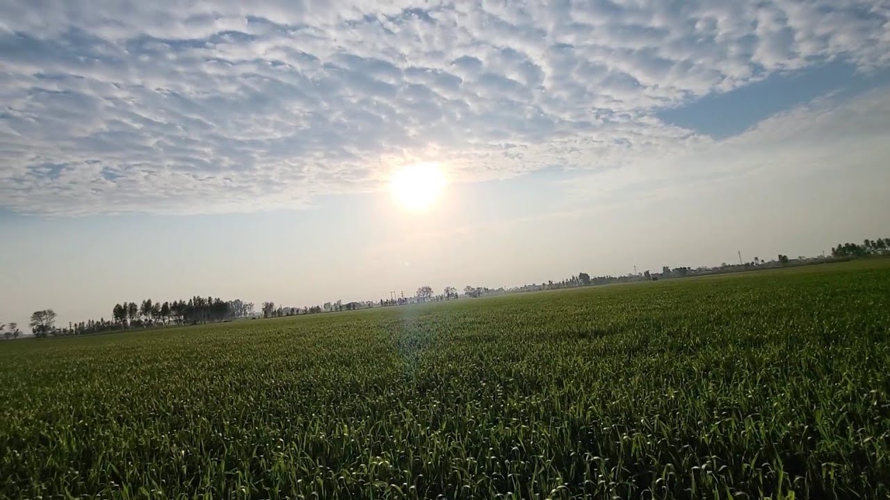 ਜ਼ਿਮੀਂਦਾਰੋ ਪੂਰੇ ਗਿੱਲੇ ਵੱਤ ਵਿੱਚ ਸੁਪਰ ਸੀਡਰ ਨਾਲ ਬੀਜੀ ਕਣਕ ਦੇਖੋ। ਬੀਜਣ ਲੱਗਿਆ ਟਰੈਕਟਰ ਸਲਿਪ ਮਾਰਦਾ ਸੀ।#dbw187