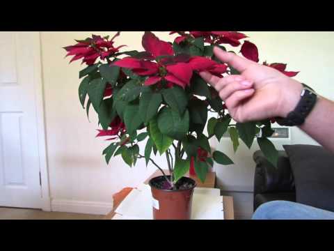 Video: Assistenza domiciliare Poinsettia dopo l'acquisto