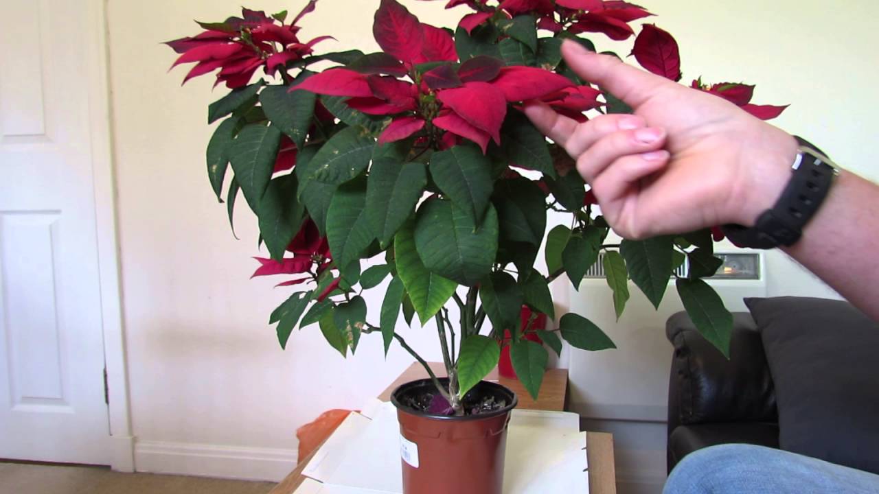 How do you prune poinsettias?