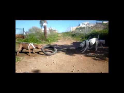 X-TREME DOGS WORKING TEAM  dogo vs pitbulls  tug of war
