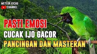 PANCINGAN CUCAK IJO ISIAN KASAR COCOK BUAT DONGKRAK EMOSI IJO LAIN AGAR CEPAT JAMTROK NEMBAK-NEMBAK