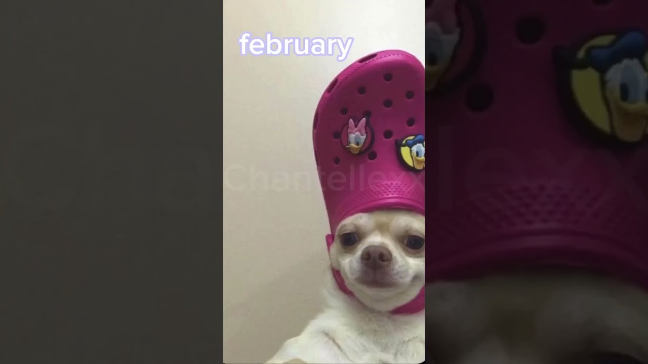 Your Birth Month Dog 