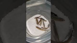 What To Do With Your Leftover Minnows.