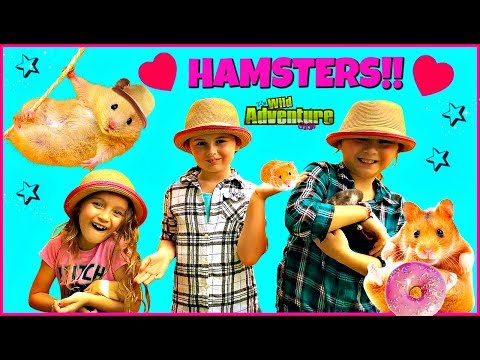 Video: Cum de a hamsterilor pentru copii