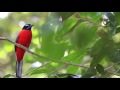 Scarlet-rumped Trogon  calling