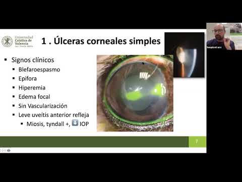 Vídeo: Malaltia Ocular En Gats Úlceres Corneals Als Gats - Queratitis Ulcerosa