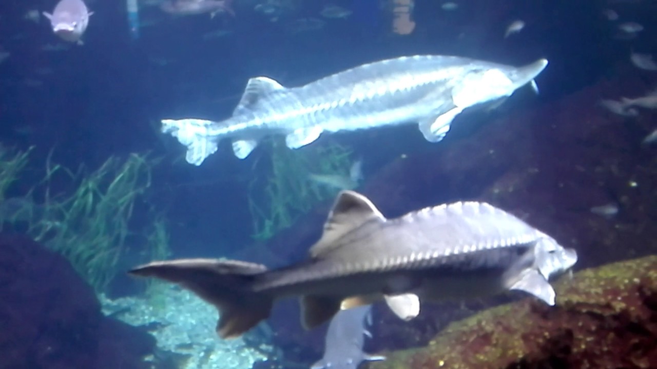 Huso huso - Beluga Stör - YouTube