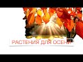 Что украшает наш сад осенью  🍁🍂🌞 /Nataliya Alekseeva//