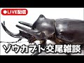 ゾウカブト交尾させるぞ！！！！！