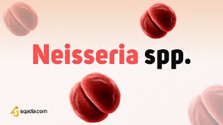 Neisseria spp. Growth and Classification | Gram Negative Bacteria Microbiology screenshot 2