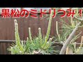黒松のミドリつみ！