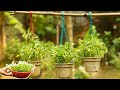New style to grow spinach at home | just 15 days