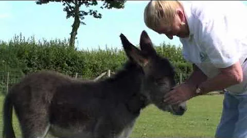 Dr Elisabeth Svendsen meeting foal