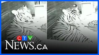 Full Tiger, alligator rescued from NYC apartment in 2003 | From the Archives Guide