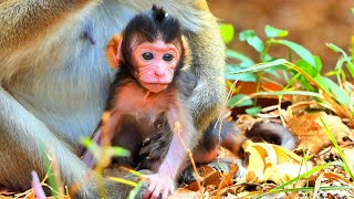 #babymonkey #monkey #newborn #newbornbaby #pragnant