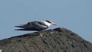 1040821富貴角燈塔海邊鳳頭燕鷗7