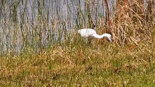 DWARF II 2 Example Video - tracking a heron
