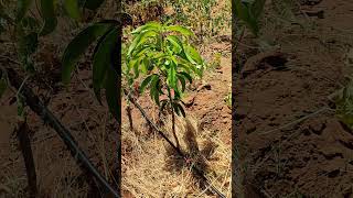 Farming mangoes under drip irrigation in Kenya  #agriculture #farming #irrigation  #mango