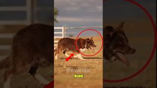 Animals that has the power to remember EVERYTHING #animals #animalfacts #shorts