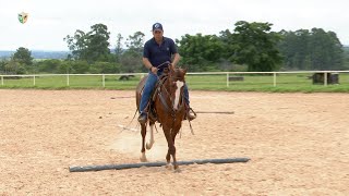 Trabalhe ritmo e descontração de seu cavalo usando varas no chão