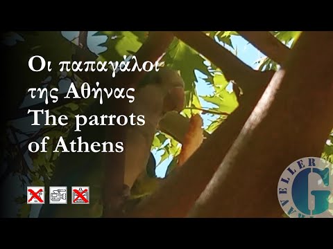 Βίντεο: Υπάρχουν παπαγάλοι στο Λονδίνο;