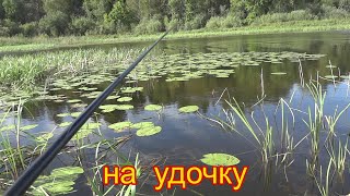видео: Удочка в тихом заливе иногда выручает при сильном ветре. картинка: Удочка в тихом заливе иногда выручает при сильном ветре.
