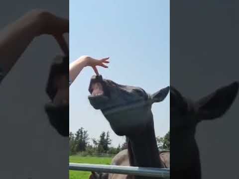 얘 왜 이러는지 아시는 분..?? thumbnail