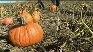 Farmer's Pumpkin Patch Helps Build Nebraska Agritourism