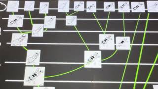 Lab 2 - Phylogenetics Exercise #3 Big Phylogeny Video - Kymari Frazier